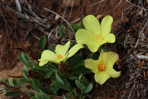Image of Hibiscus aethiopicus by (c) Tony Rebelo, some rights reserved (CC BY-SA)