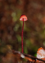 Mycena toyerlaricola