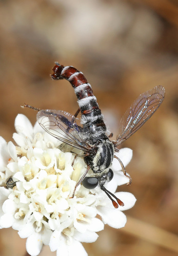 Pseudonomoneura micheneri