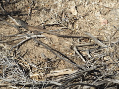 Aspidoscelis tigris tigris