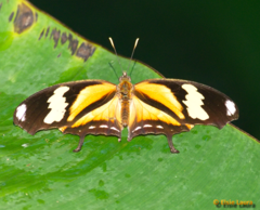 Consul fabius drurii