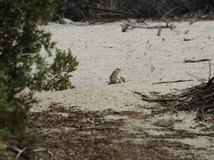 Dipsosaurus dorsalis dorsalis