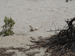 Dipsosaurus dorsalis dorsalis