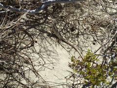 Dipsosaurus dorsalis dorsalis