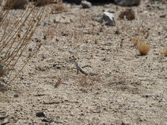 Callisaurus draconoides rhodostictus