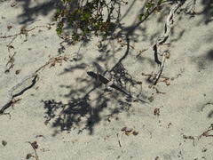 Callisaurus draconoides rhodostictus