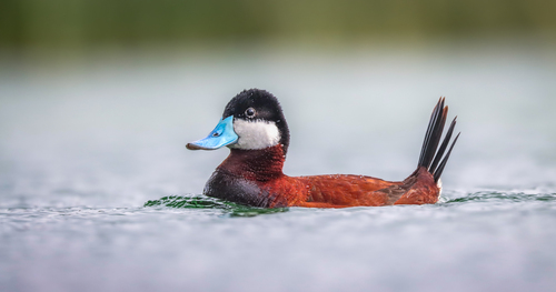 Ruddy Duck, photo 6 of 8