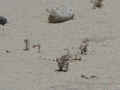 Callisaurus draconoides rhodostictus