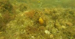 Chaetodon pictus