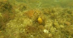 Chaetodon pictus