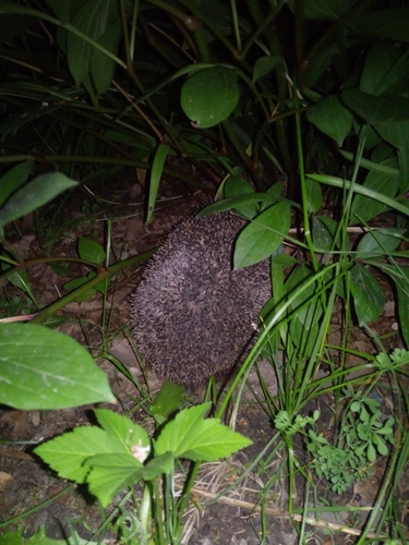 Northern White-Breasted Hedgehog