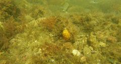 Chaetodon pictus