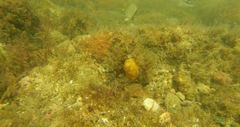 Chaetodon pictus