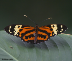 Tithorea harmonia caissara