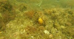Chaetodon pictus