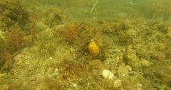 Chaetodon pictus