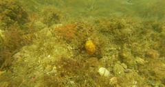 Chaetodon pictus
