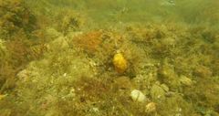Chaetodon pictus