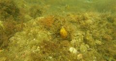 Chaetodon pictus