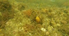 Chaetodon pictus