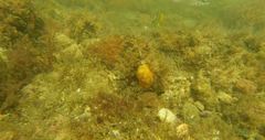 Chaetodon pictus