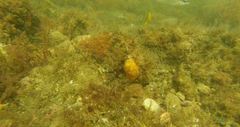 Chaetodon pictus