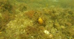 Chaetodon pictus