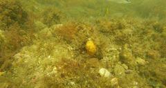 Chaetodon pictus