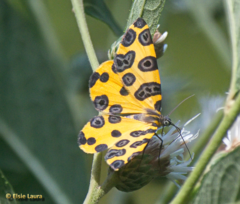 Pantherodes pardalaria