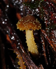 Neobarya agaricicola