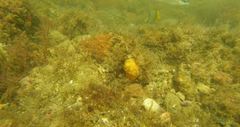 Chaetodon pictus
