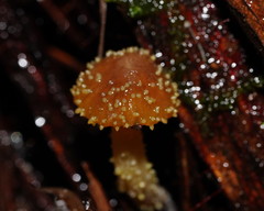 Neobarya agaricicola