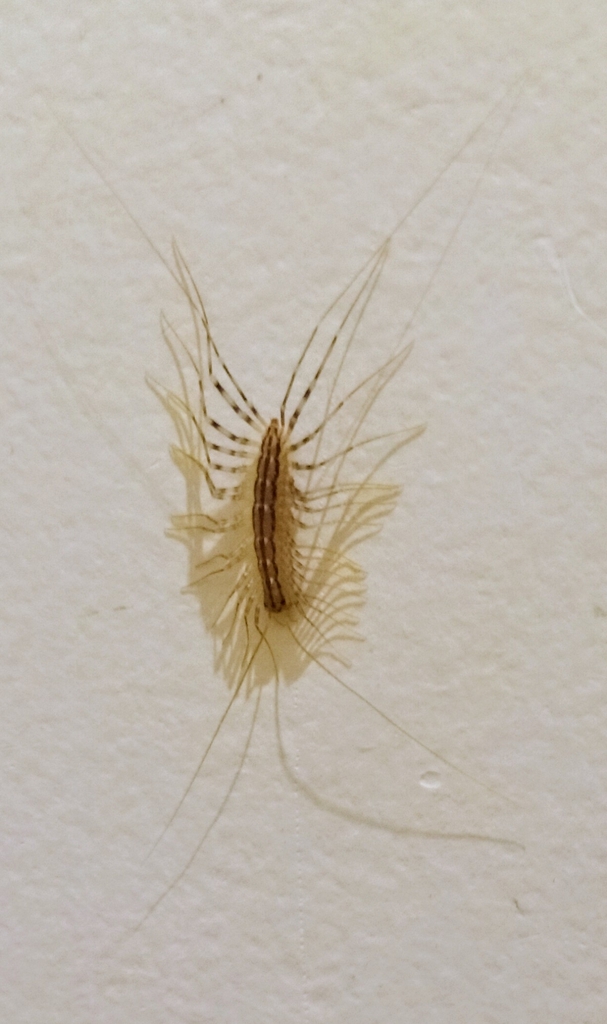House Centipede from 21160 Perrigny-lès-Dijon, France on May 15, 2024 ...