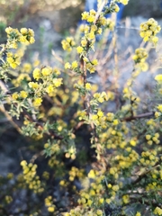 Marasmodes fasciculata