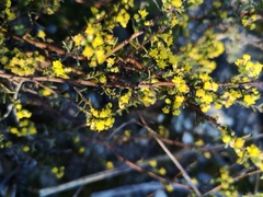 Marasmodes fasciculata