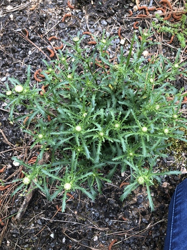 Leucanthemum vulgare
