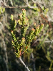 Leucadendron thymifolium