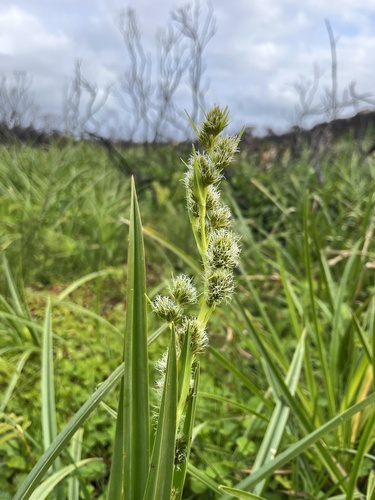 Image of Carpha glomerata by (c) Charleen Brunke, some rights reserved (CC BY)