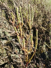 Leucadendron thymifolium