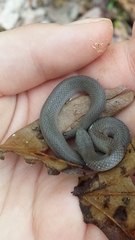 Virginia valeriae elegans