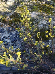 Marasmodes