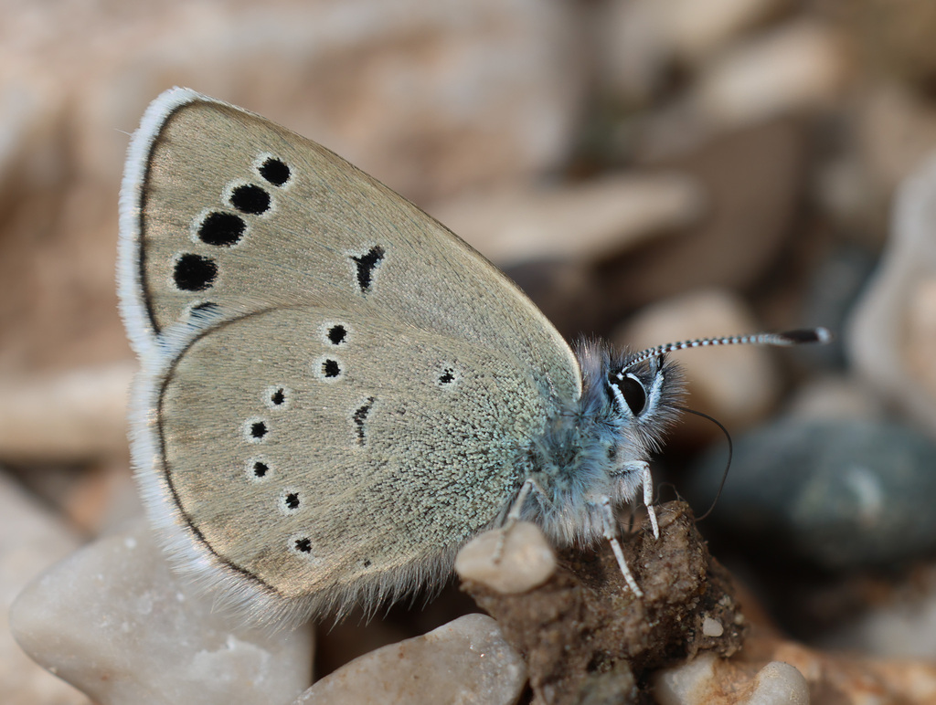 Anatolian Black-eyed Blue