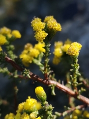 Marasmodes