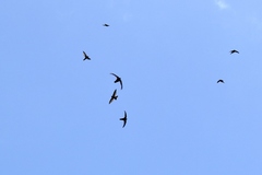 Aerodramus inquietus inquietus