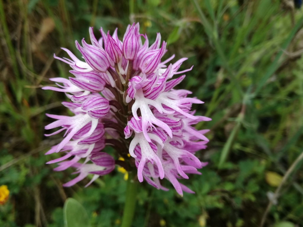 Naked Man Orchid From Contrada Perniciaro Niscemi Cl Italia On