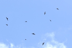 Aerodramus inquietus inquietus