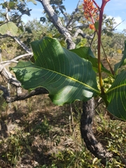Palicourea rigida
