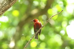 Myzomela rubratra rubratra