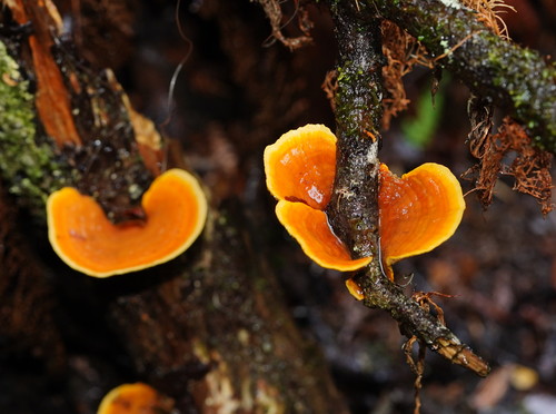 Stereum versicolor
