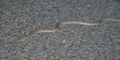Arizona elegans eburnata